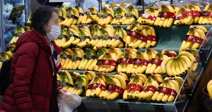 21일 서울 한 대형마트에서 고객이 바나나를 고르고 있다./사진제공=뉴시스 /사진=최진석