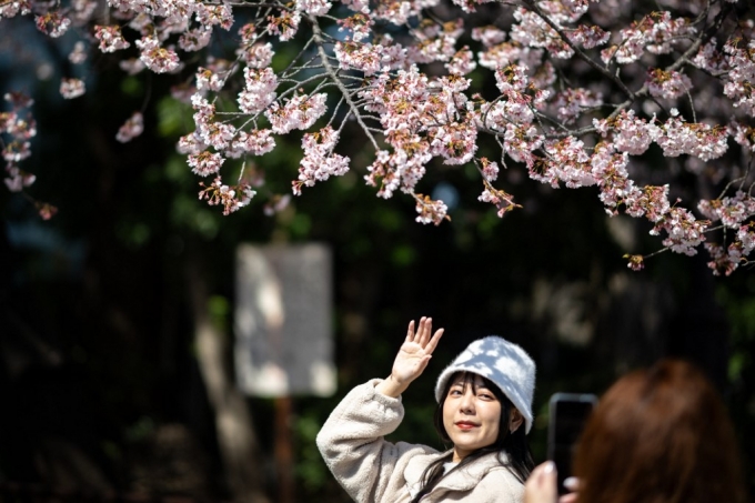 15일(현지시간) 일본 도쿄 우에노공원에서 사람들이 벚꽃 나무 아래서 사진을 찍고 있다./AFPBBNews=뉴스1