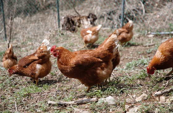 농장주에게 실제 닭이 사는 환경 사진을 보내달라고 해서 받았다. 풀을 뜯고, 벌레를 쪼아 먹고, 자유로이 다니고 있었다./사진=농장주