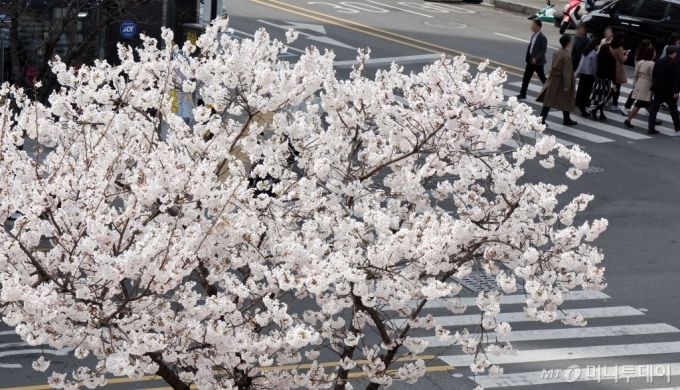 22일 부산 연제구 부산시청 인근 도로변에 벚꽃이 활짝 펴 시민들의 눈길을 사로잡고 있다. /사진=뉴시스 