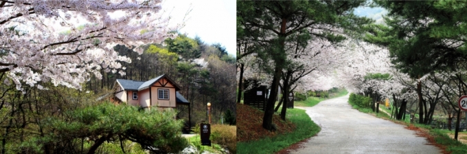 (왼쪽부터)용화산자연휴양림 연립동 벚꽃과 용현자연휴양림 벚꽃/사진제공=국립자연휴양림관리소