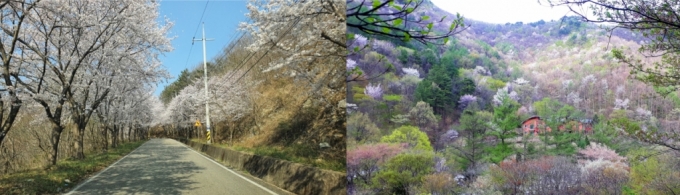 (왼쪽부터)칠보산자연휴양림 벚꽃과 운장산자연휴양림 벚꽃/사진제공=국립자연휴양림관리소