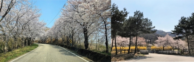 (왼쪽부터)백운산자연휴양림 벚꽃과 상당산성자연휴양림 벚꽃과개나리/사진제공=국립자연휴양림관리소