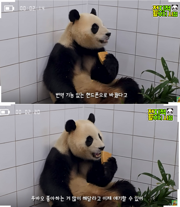 유튜브 채널 '말하는동물원 뿌빠TV'에서 강철원 사육사가 푸바오 검역실 생활을 공개하며 휴대전화를 바꿨다고 언급하고 있다. /사진=유튜브 갈무리