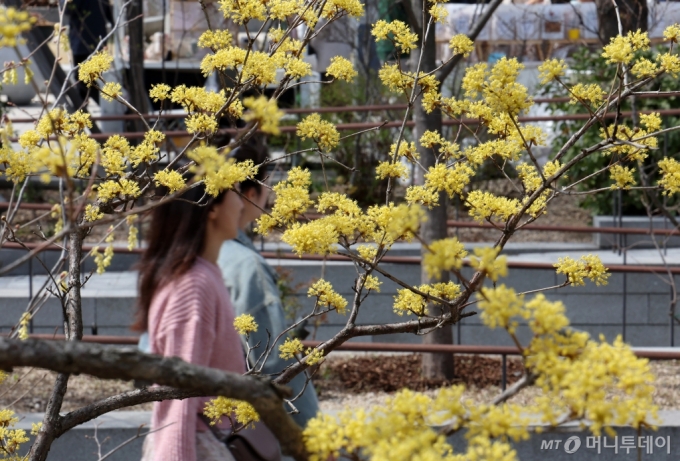 지난 21일 서울 종로구 광화문 일대의 산수유 나무에 꽃이 폈다./사진=뉴시스