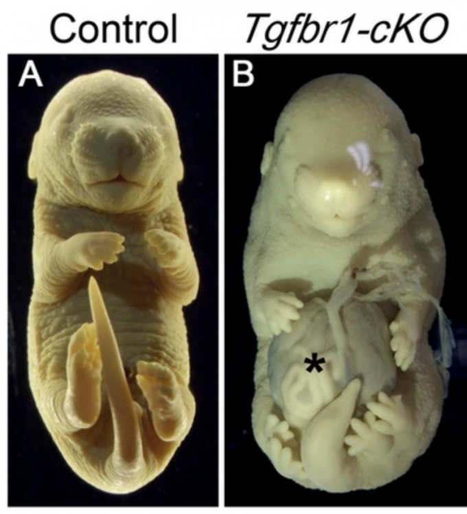 정상적으로 발달한 쥐 배아(왼쪽)과 생식기 대신 뒷다리가 2개 더 생겨 다리가 6개인 모습으로 발달한 쥐 배아(오른쪽). /사진=네이처 커뮤니케이션 