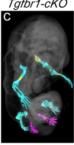 유전적으로 변형된 쥐 배아의 골격을 3D로 재구성한 결과. 보라색으로 표시된 부분이 원래 생식기였지만 뒷다리 형태로 발달한 부위다. /사진=네이처 커뮤니케이션