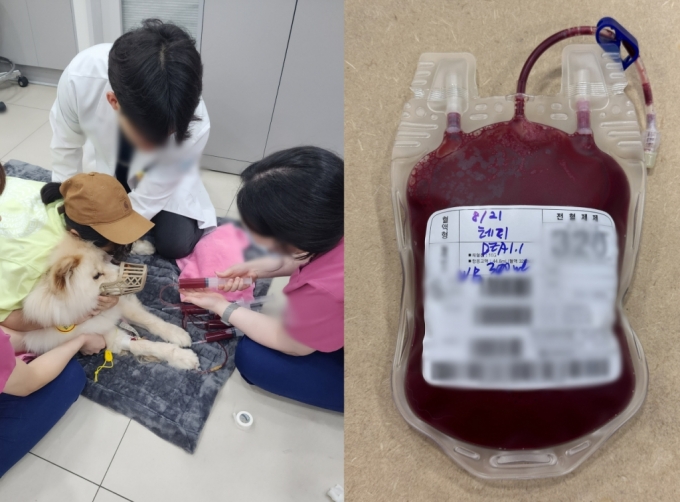 차우차우 테디가 지난달 일산에 있는 한 동물병원에서 헌혈을 하는 모습. /사진=독자제공