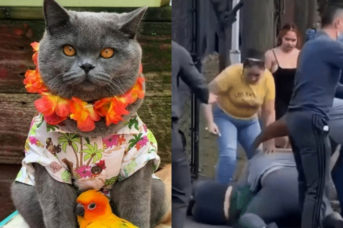 (왼쪽부터) 폭행으로 즉사한 스타 고양이 폰즈, 폰즈의 주인 차난 악소르난을 폭행하는 가해자 가족 /사진=인스타그램 캡처