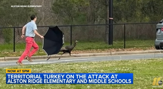 초등학교 주차장에 버티던 칠면조를 교장선생님이 쫓아내는 장면/사진=ABC뉴스 캡처