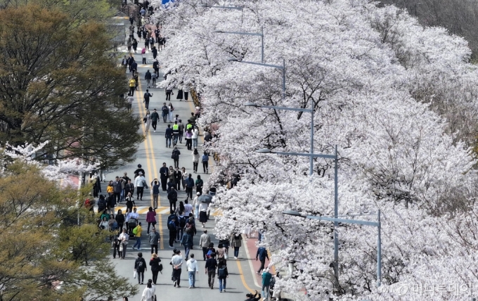 지난 4일 서울 여의도 여의서로에서 상춘객들이 만개한 벚꽃 사이를 걷고 있다./사진=뉴시스