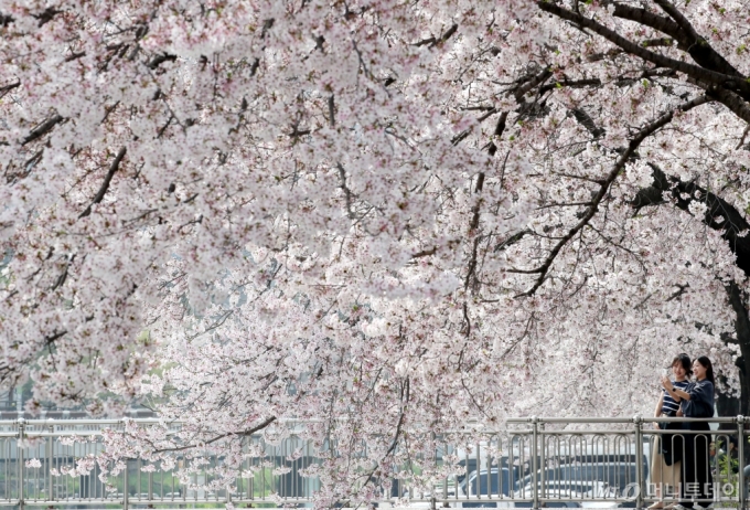 화창한 봄 날씨를 보인 8일 대전 동구 신안동 대동천변에 벚꽃이 만개해 있다./사진=뉴스1
