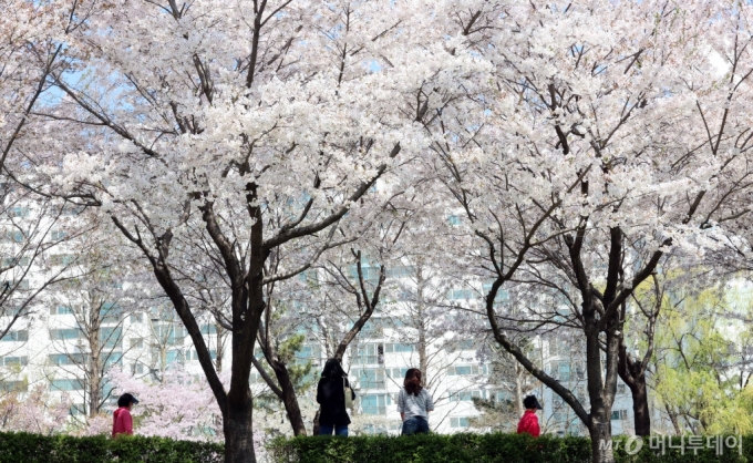 9일 오전 인천 부평구 갈산동 굴포천 산책로에서 시민들이 활짝 핀 벚꽃을 보며 산책하고 있다./사진=뉴시스