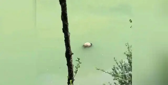 쓰촨성 바오싱현 강가에서 어린 자이언트 판다 사체로 보이는 물체가 발견됐다. /사진=CCTV 캡처