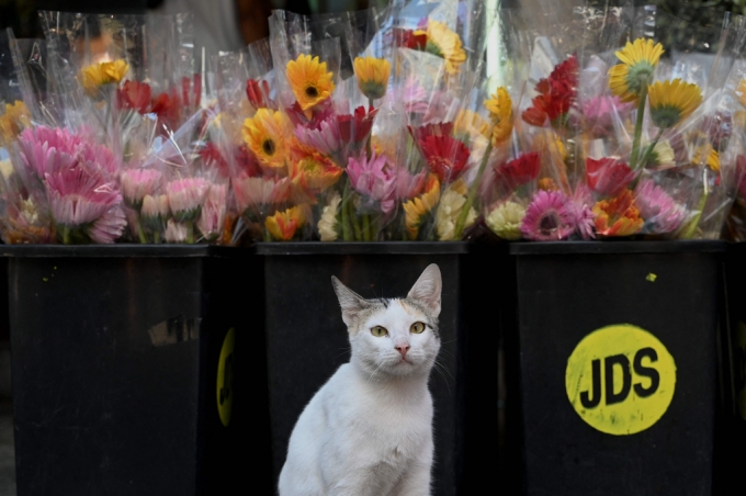한 꽃시장 상점 앞에 고양이 한 마리가 앉아있다. (사진은 기사 내용과 직접 관련 없음) /사진=뉴스1