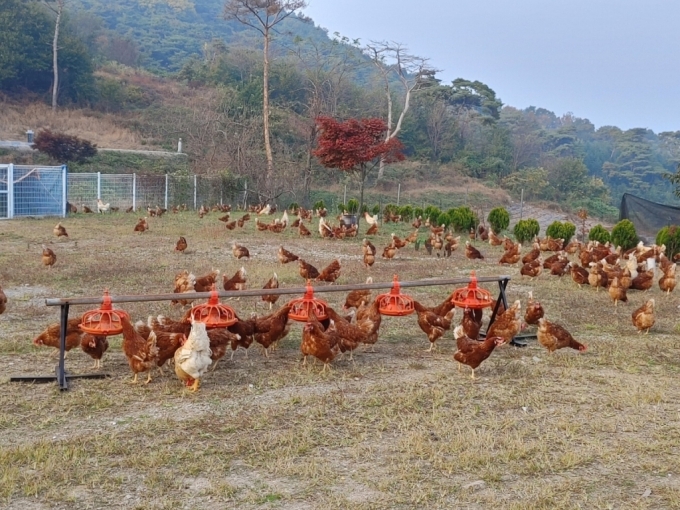 닭 방목./사진=농림축산검역본부 제공