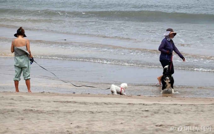  제주 이호테우해수욕장에서 강아지와 해변을 거니는 피서객. 사진은기사와 무관/사진=뉴시스