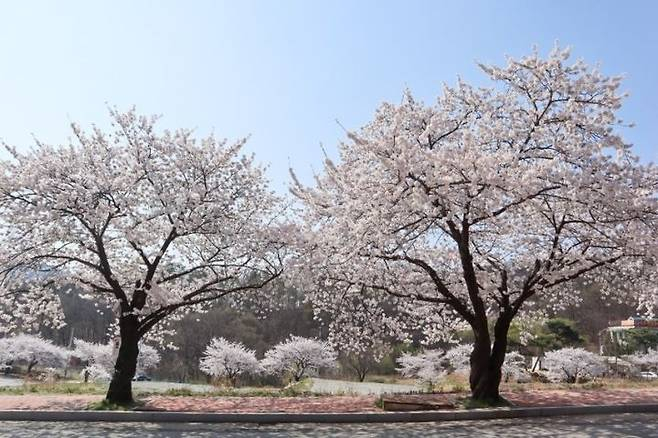 아산 벚꽃축제.