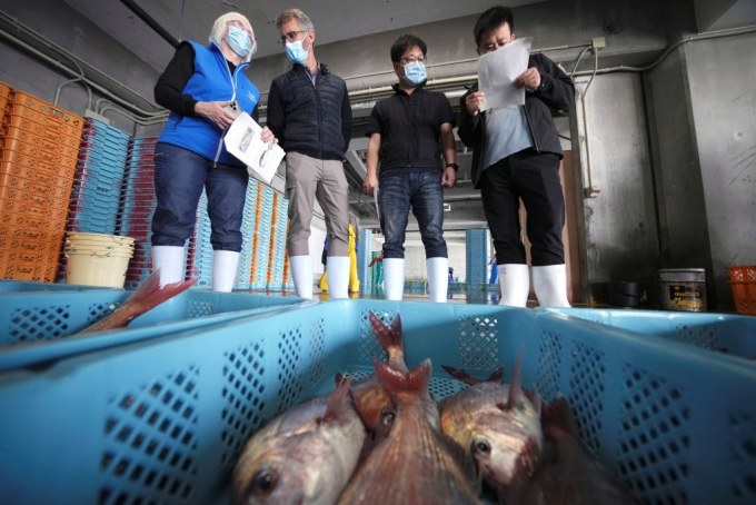 일본 후쿠시마현이와키시(市)에서 IAEA 해양환경연구소 전문가와 한국,캐나다,중국으로 구성된 과학자들이 모여 연안에서 잡힌 물고기들을 관찰하고 있다./로이터=뉴스1