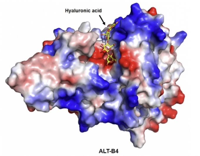알테오젠의 ALT-B4. /자료제공=알테오젠.