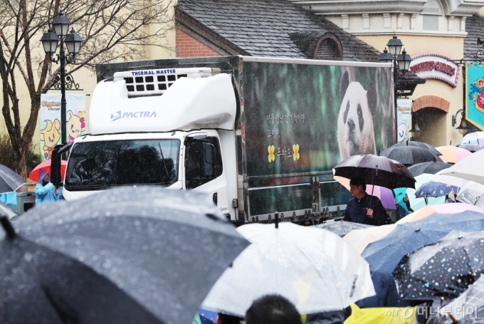 특수차량에 탄 푸바오가 지난 3월3일 비 오는 날씨에도 팬들의 배웅을 받으며 떠나는 모습./사진=뉴스1 