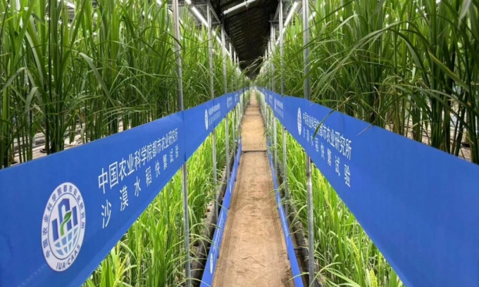 씨 뿌리고 75일 만에 벼 수확… 식량에 목매는 중국의 실험