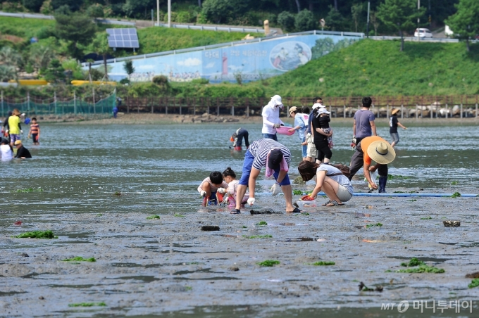 경남 거제 다대마을에서 관광객들이 조개잡이 등 갯벌체험을 하고 있다. /사진제공=어촌어항공단