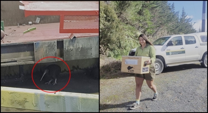 제재소에서 붙잡힌 거대 키위/사진=뉴질랜드 환경보호국 인스타그램