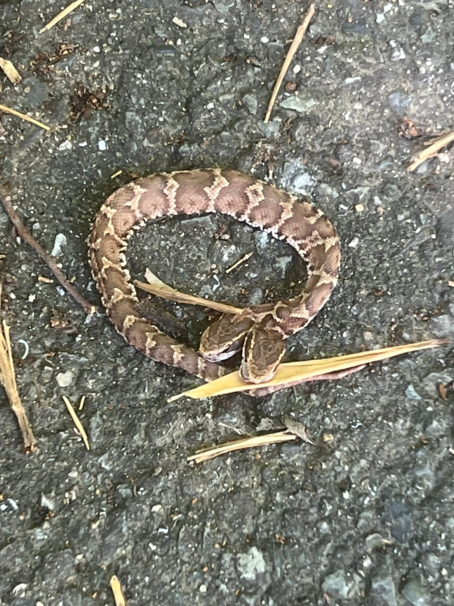 일본 후쿠오카현 기타큐슈 지역에서 머리가 2개인 뱀이 발견됐다. /사진=엑스(옛 트위터) 캡처