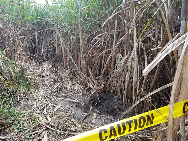 한국인 3명이 2016년 10월 숨진 채 발견된 필리핀 팜팡가주 앙헬레스 사탕수수밭 전경./사진제공=서울경찰청
