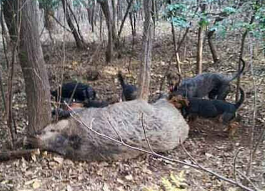 2013년 12월에 사살된 멧돼지, 사냥한 사냥개. 기사의 이해를 돕기 위한 사진. 기사 내용과는 무관함./사진=뉴시스